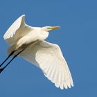 Silberreiher (Ardea alba)