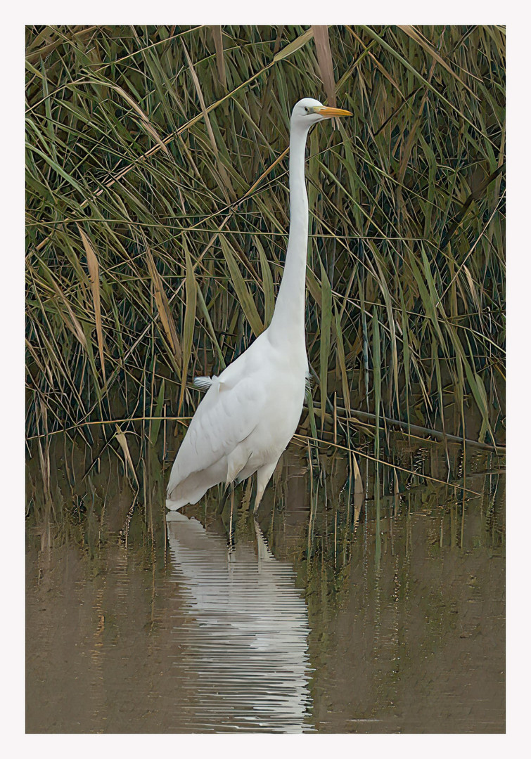 Silberreiher (Ardea alba)