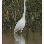 Silberreiher (Ardea alba)