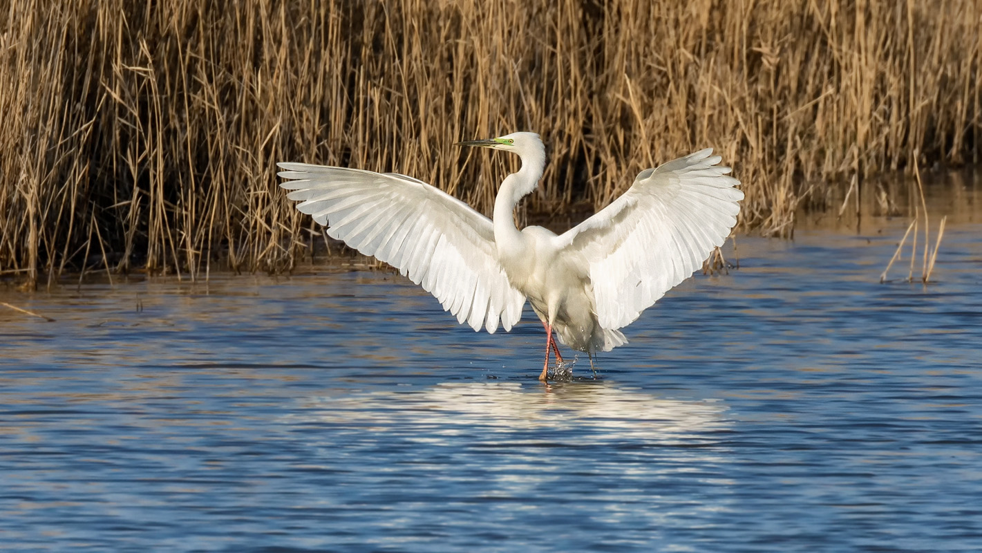 Silberreiher (Ardea alba)