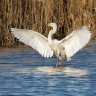 Silberreiher (Ardea alba)