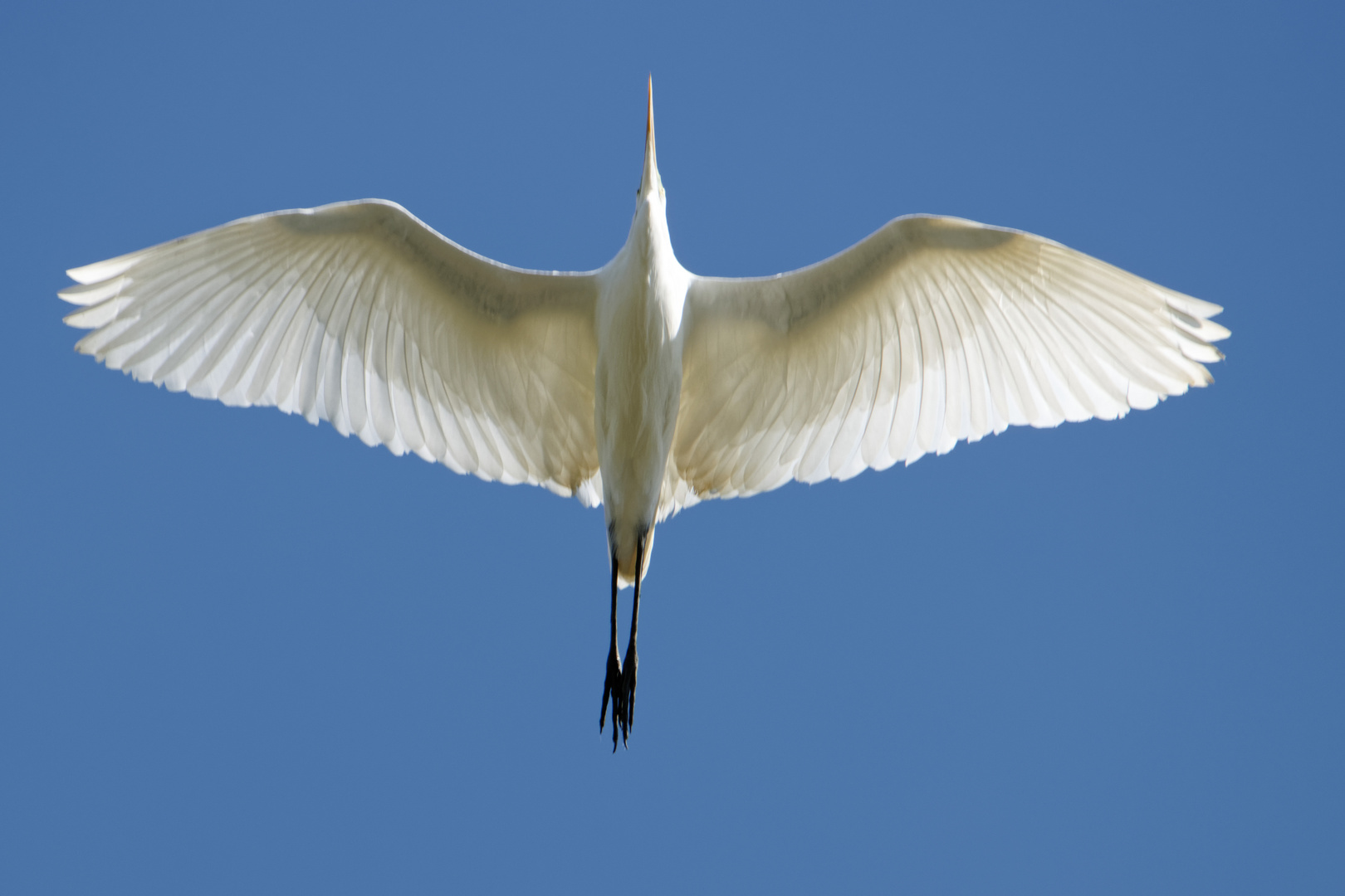 Silberreiher (Ardea alba)