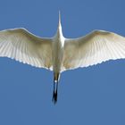 Silberreiher (Ardea alba)