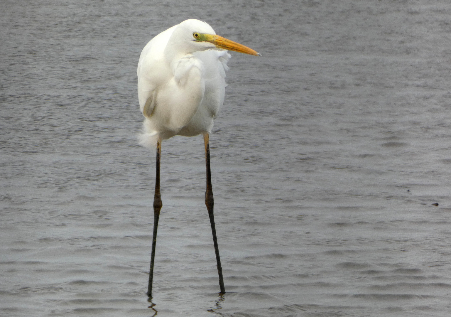 Silberreiher (Ardea alba)