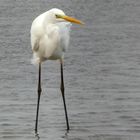 Silberreiher (Ardea alba)