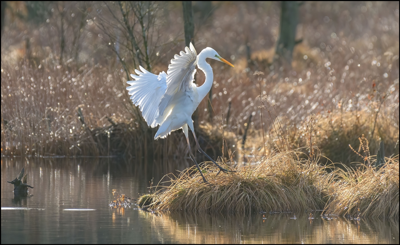 Silberreiher ( Ardea alba )