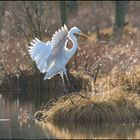 Silberreiher ( Ardea alba )