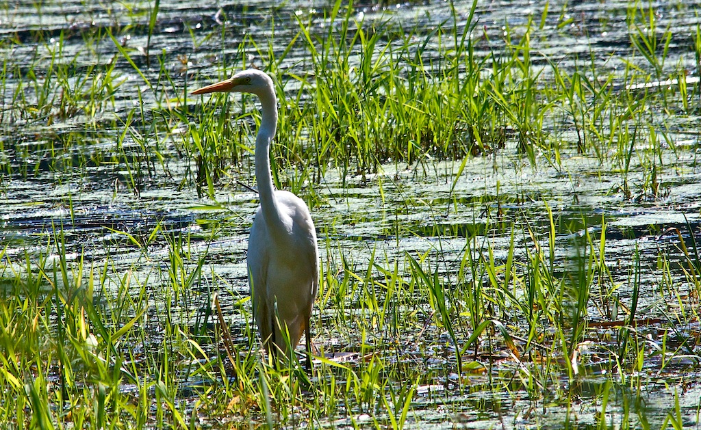 Silberreiher (ardea alba)