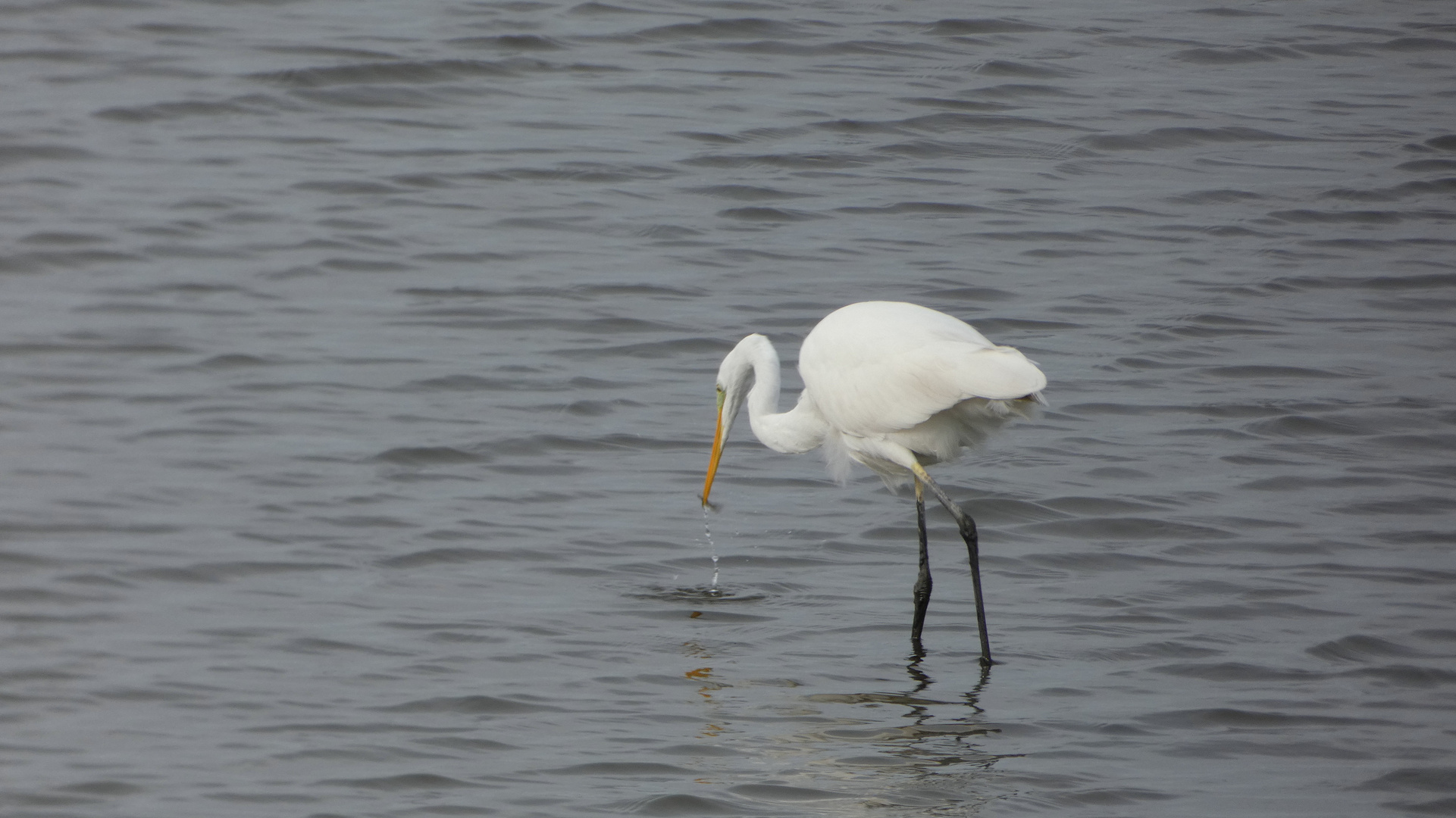 Silberreiher (Ardea alba)