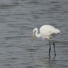 Silberreiher (Ardea alba)