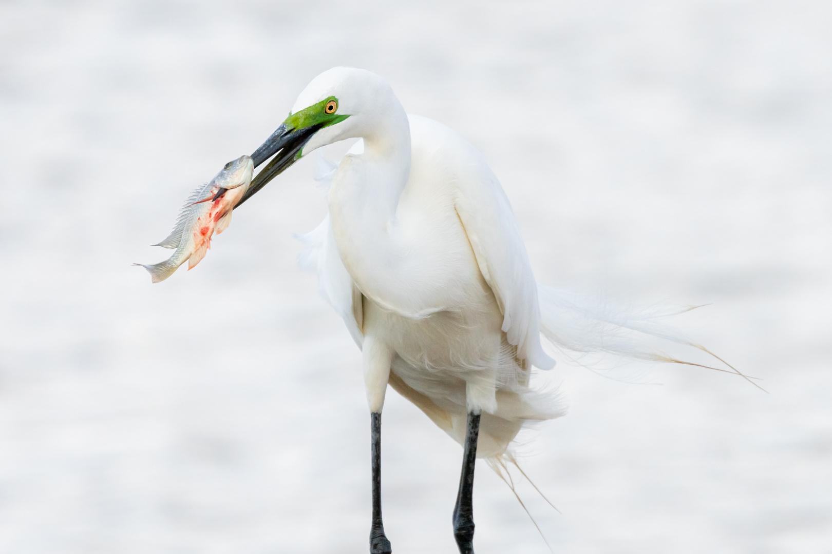 Silberreiher (Ardea alba)