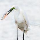 Silberreiher (Ardea alba)