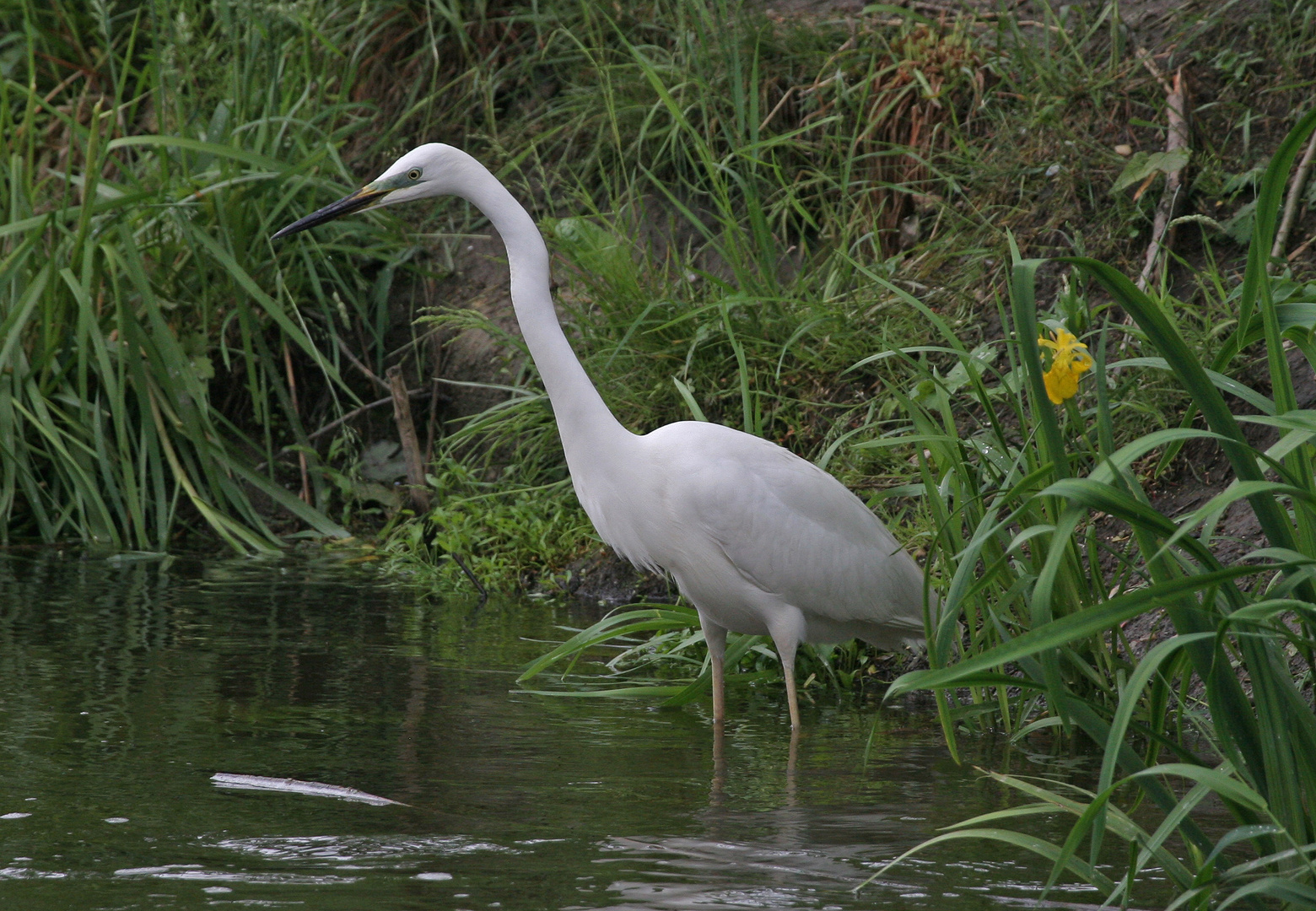 Silberreiher ( Ardea alba)