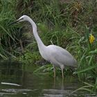 Silberreiher ( Ardea alba)