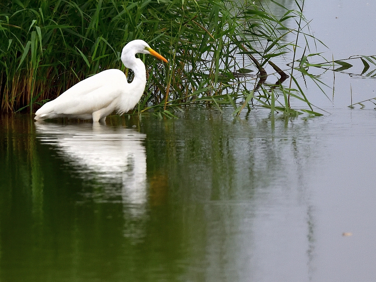 Silberreiher (Ardea alba), great egret, garceta grande