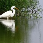 Silberreiher (Ardea alba), great egret, garceta grande