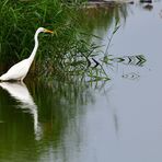 Silberreiher (Ardea alba), Great egret, Garceta grande