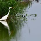 Silberreiher (Ardea alba), Great egret, Garceta grande