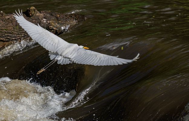 Silberreiher (Ardea alba) im Tiefflug über der Ruhr