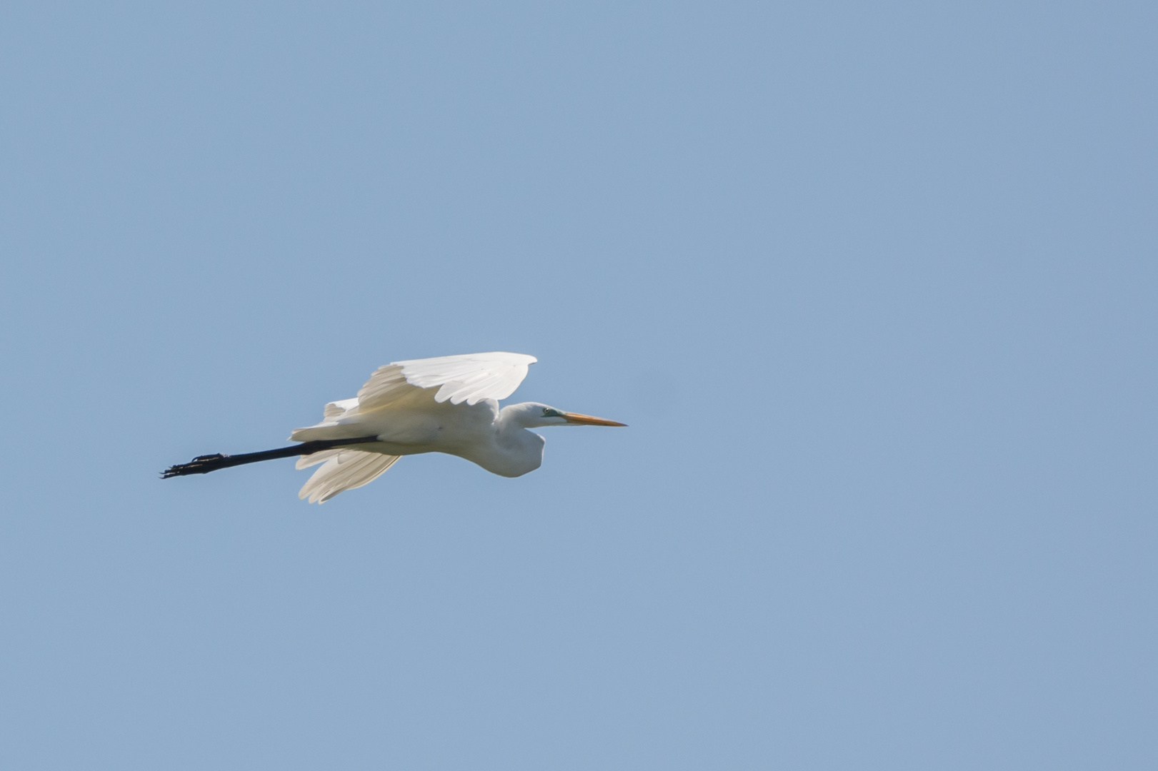 Silberreiher (Ardea alba), in der Nähe von La Cruz, Costa Rica