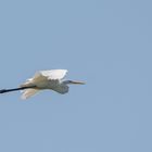 Silberreiher (Ardea alba), in der Nähe von La Cruz, Costa Rica