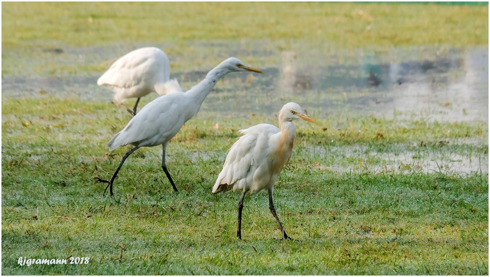 silberreiher (ardea alba) indiens.....