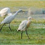 silberreiher (ardea alba) indiens.....