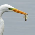 Silberreiher  (Ardea alba) mit Kaulbarsch - stachelige Beute