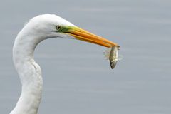 Silberreiher  (Ardea alba) mit Kaulbarsch - stachelige Beute