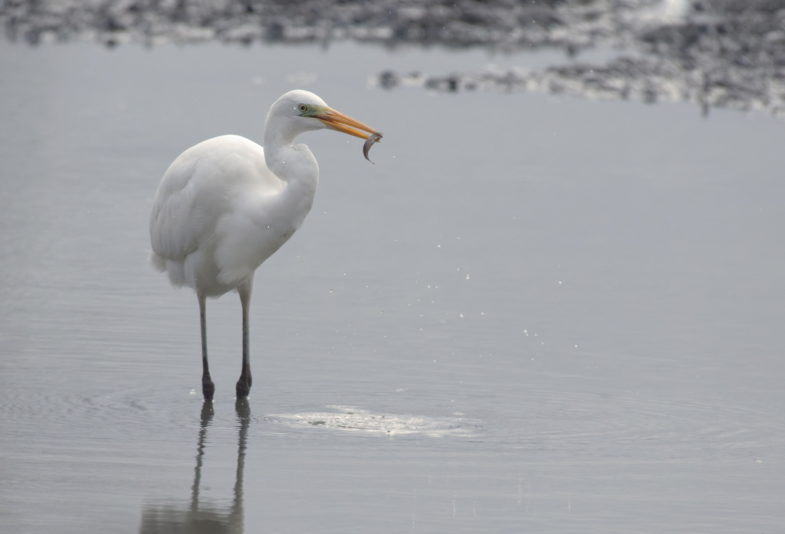 Silberreiher - Ardea alba -  mit kleinem Fisch 