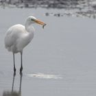 Silberreiher - Ardea alba -  mit kleinem Fisch 