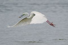 Silberreiher (Ardea alba) Sonderform modesta mit Fisch