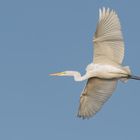 Silberreiher (Ardea alba, Syn.: Casmerodius albus, Egretta alba) 