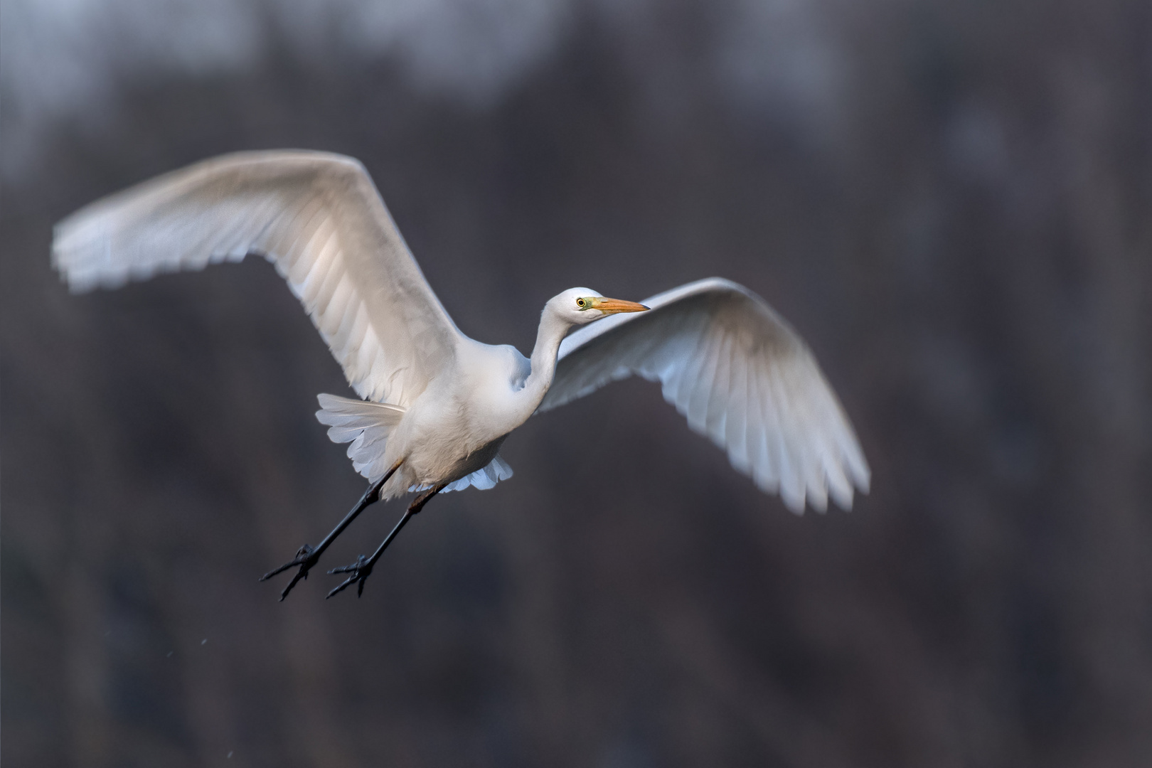 Silberreiher (Ardea alba, Syn.: Casmerodius albus, Egretta alba) 