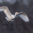 Silberreiher (Ardea alba, Syn.: Casmerodius albus, Egretta alba) 