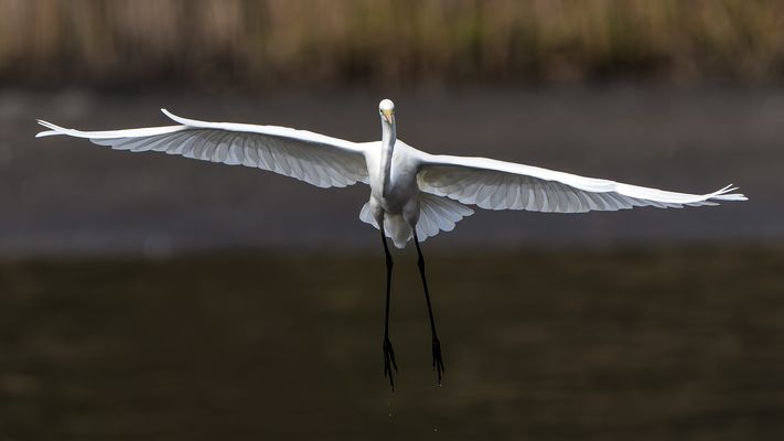  Silberreiher (Ardea alba, Syn.: Casmerodius albus, Egretta alba) 