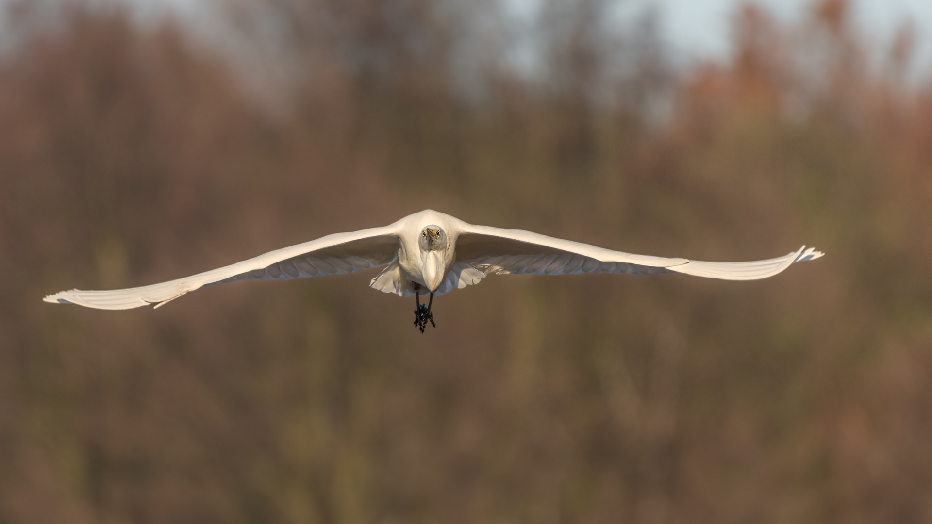 Silberreiher (Ardea alba, Syn.: Casmerodius albus, Egretta alba) 