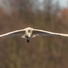 Silberreiher (Ardea alba, Syn.: Casmerodius albus, Egretta alba) 