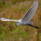 Silberreiher (Ardea alba, Syn.: Casmerodius albus, Egretta alba)