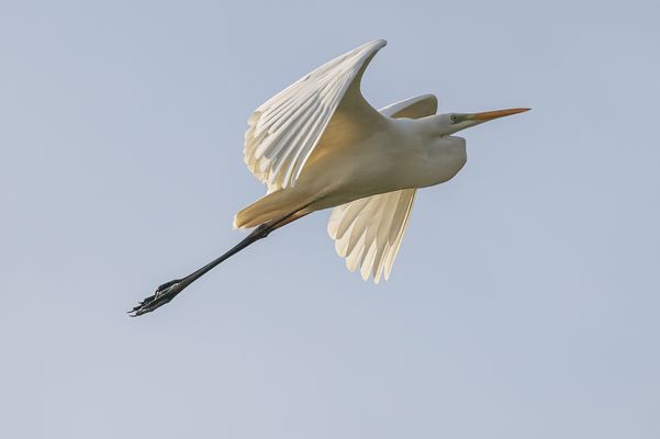 Silberreiher (Ardea alba, Syn.: Casmerodius albus, Egretta alba)
