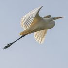 Silberreiher (Ardea alba, Syn.: Casmerodius albus, Egretta alba)