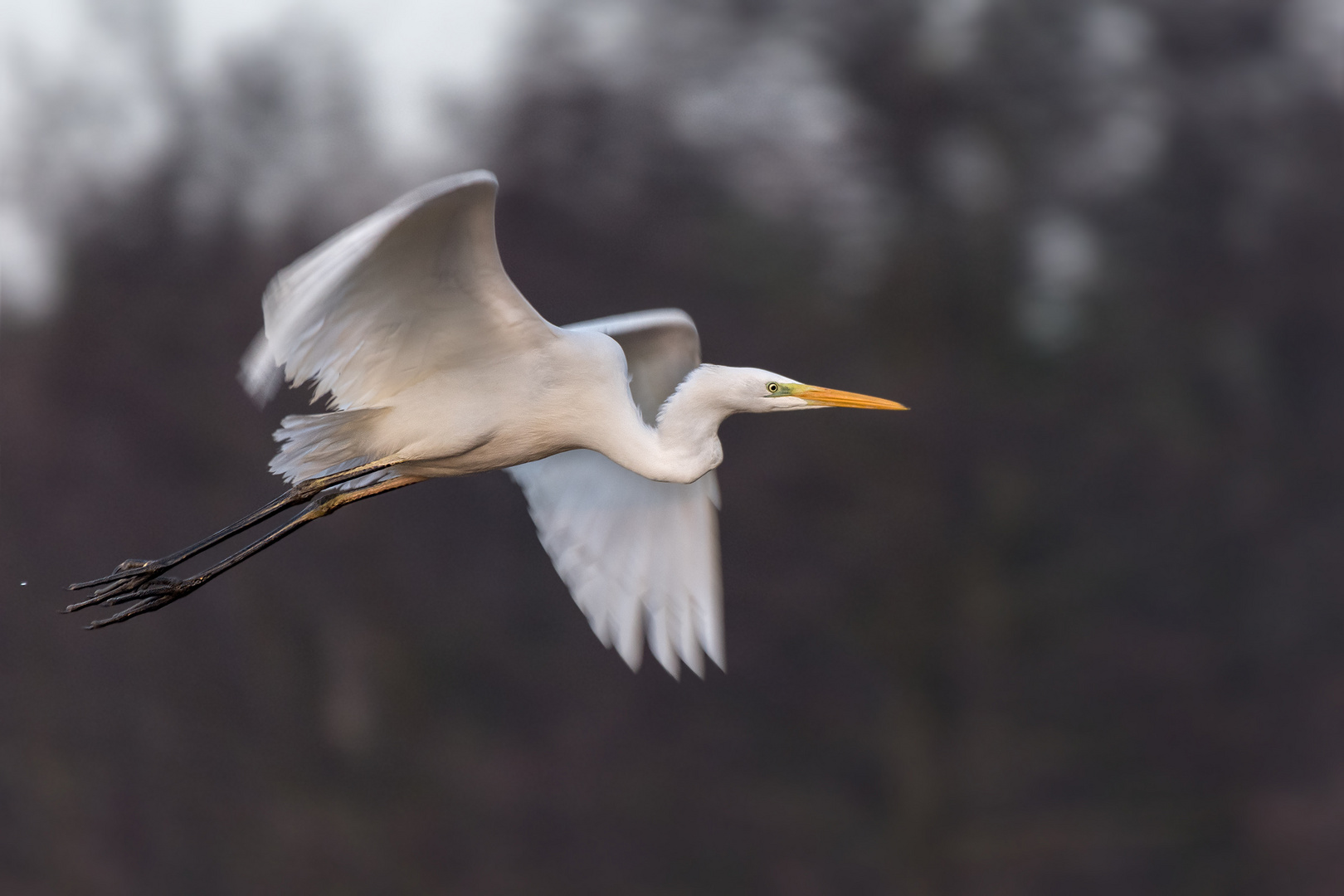 Silberreiher (Ardea alba, Syn.: Casmerodius albus, Egretta alba) 