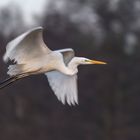 Silberreiher (Ardea alba, Syn.: Casmerodius albus, Egretta alba) 