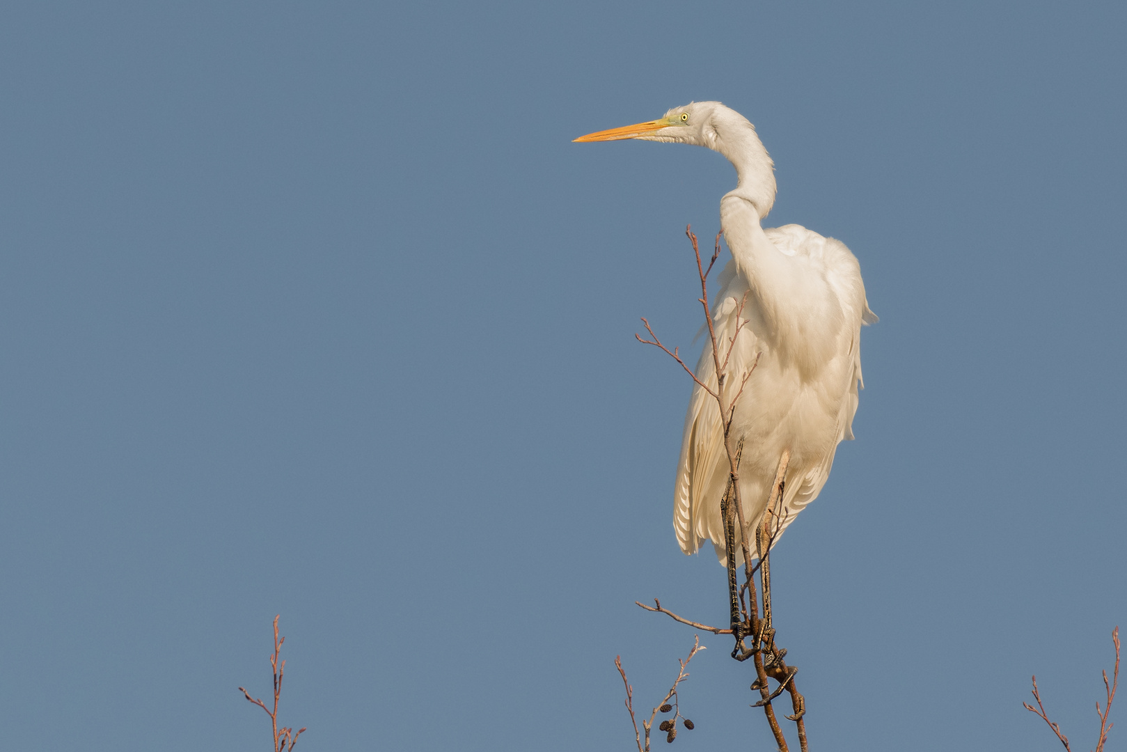 Silberreiher (Ardea alba, Syn.: Casmerodius albus, Egretta alba) 