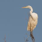 Silberreiher (Ardea alba, Syn.: Casmerodius albus, Egretta alba) 