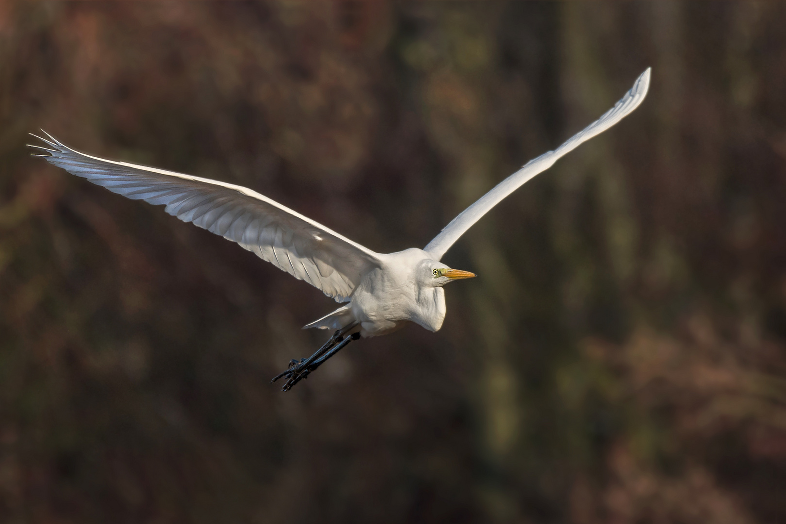 Silberreiher (Ardea alba, Syn.: Casmerodius albus, Egretta alba) 