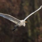 Silberreiher (Ardea alba, Syn.: Casmerodius albus, Egretta alba) 