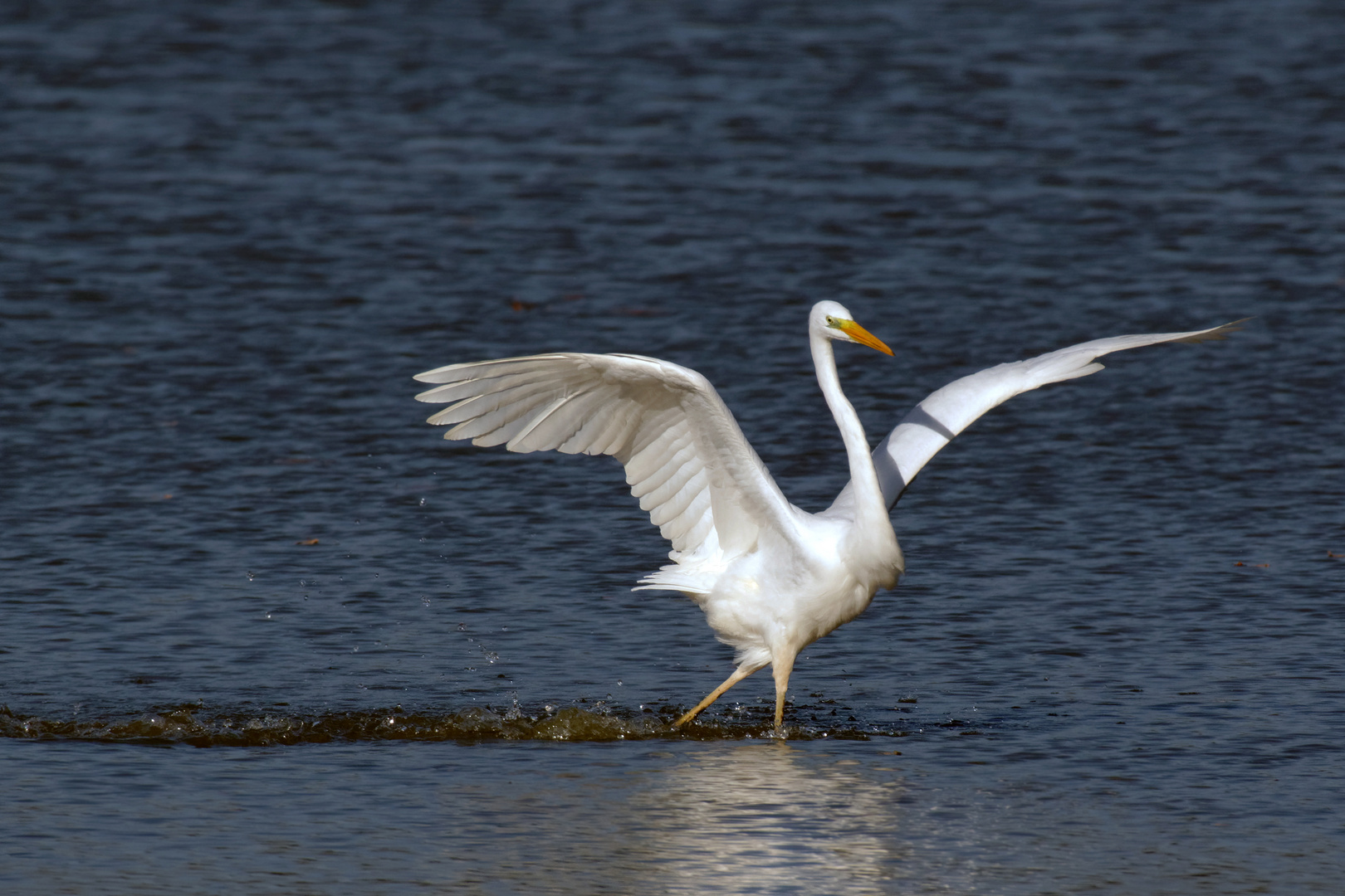 Silberreiher (Ardea alba, Syn.: Casmerodius albus, Egretta alba).. Tanz ins Wochenende :-) 