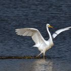 Silberreiher (Ardea alba, Syn.: Casmerodius albus, Egretta alba).. Tanz ins Wochenende :-) 