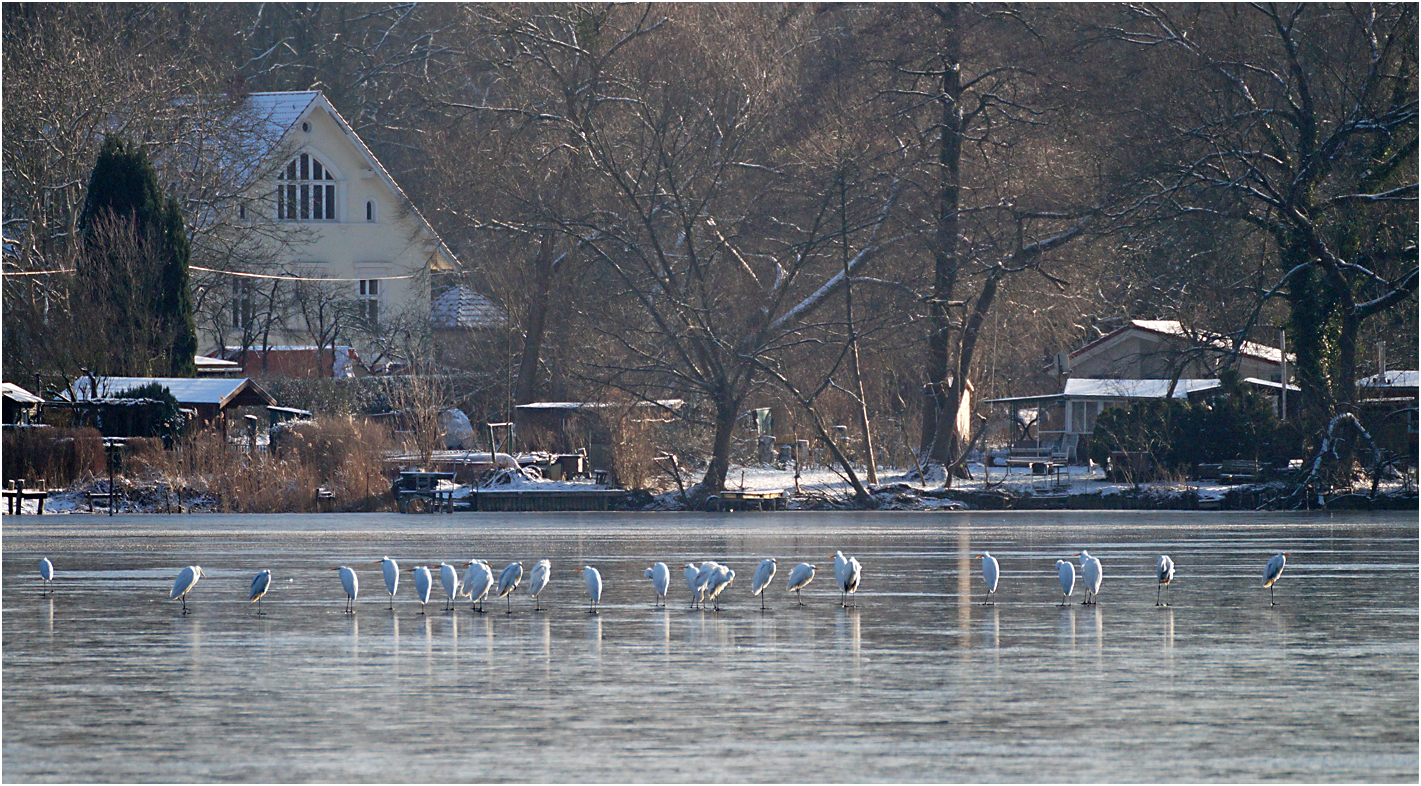 Silberreiher auf dem Sacrower See 01